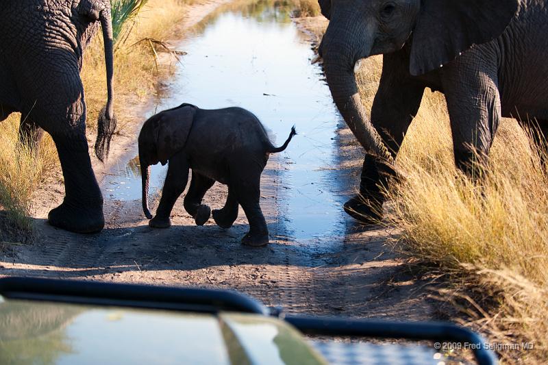 20090614_085053 D3 (1) X1.jpg - Following large herds in Okavango Delta